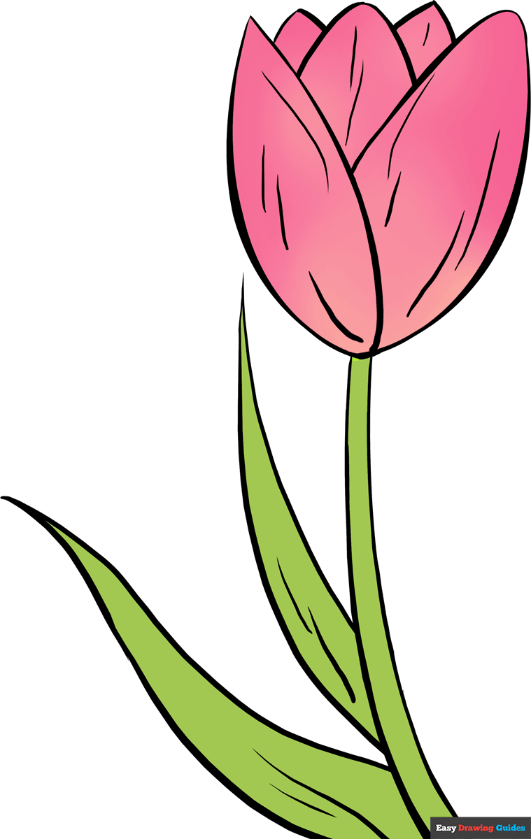 Tulip Colour Drawing Easy