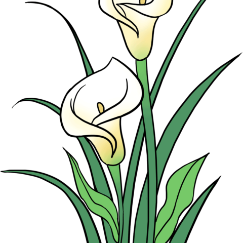 How to Draw a Calla Lily Featured Image