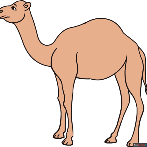 How to Draw a Camel: Featured Image