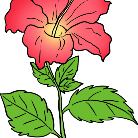 How to Draw Hibiscus: Featured Image