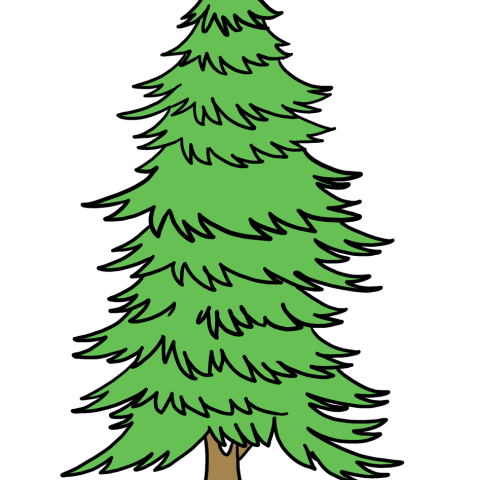 How to Draw a Spruce: Featured Image