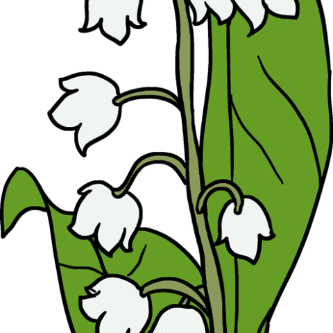 How to Draw a Lily of the Valley Featured Image
