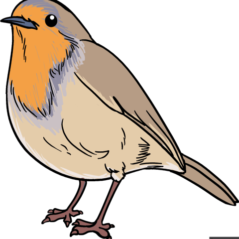 How to Draw a Robin Featured Image