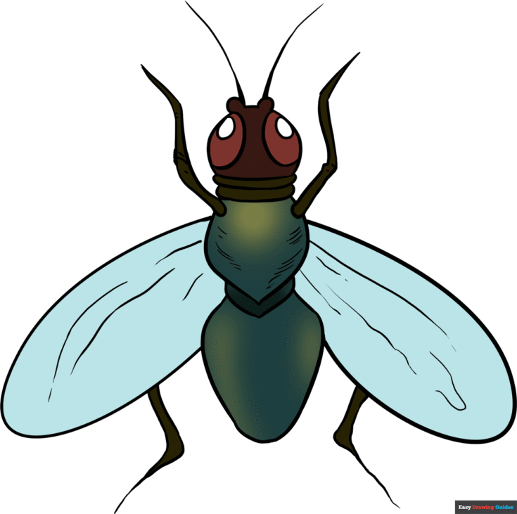 How to Draw a Fly Featured Image