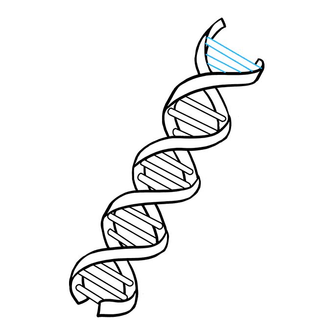 Simple Dna Strand