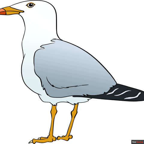 How to Draw a Seagull Featured Image