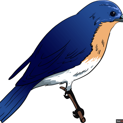How to Draw a Eastern Bluebird Featured Image