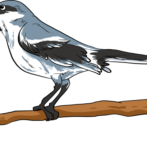 How to Draw a Mockingbird Featured Image