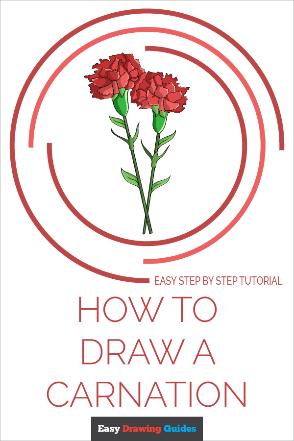 how to draw a carnation