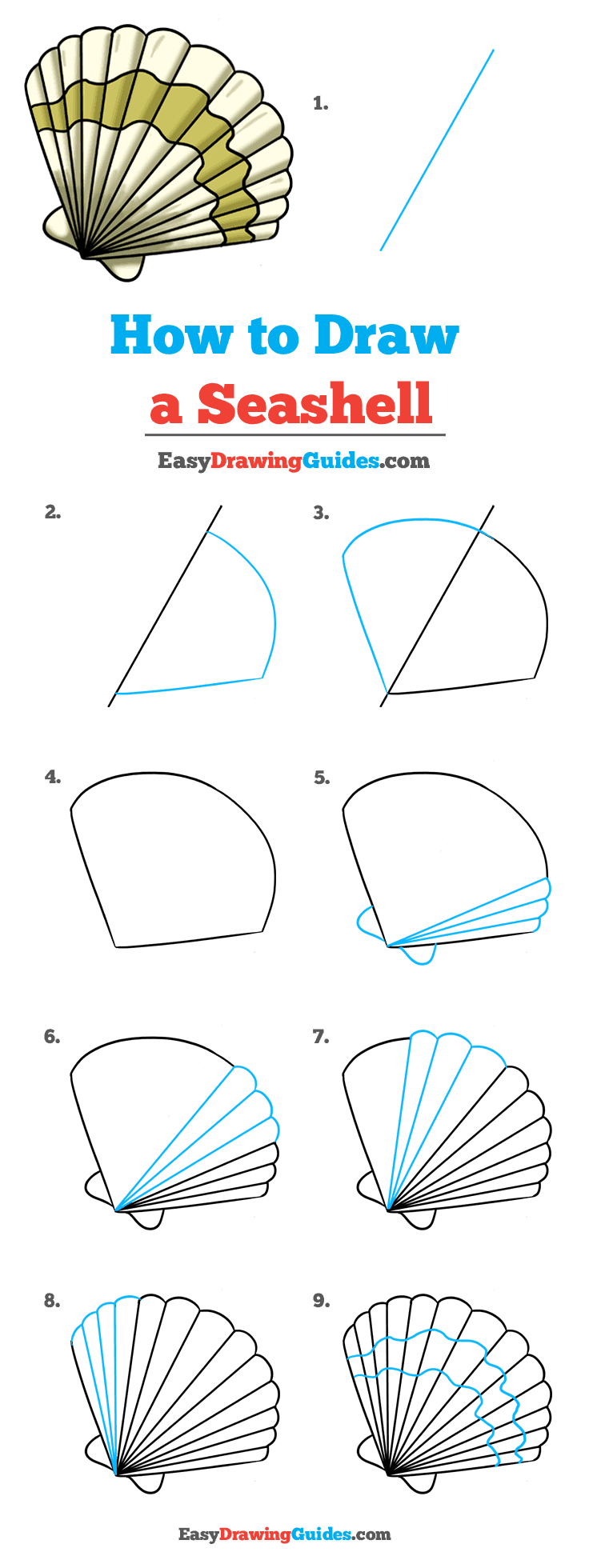  How To Draw A Shell in the year 2023 The ultimate guide 