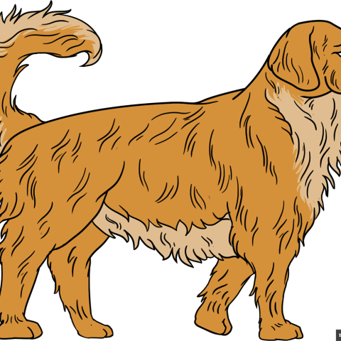 How to Draw a Golden Retriever Featured Image