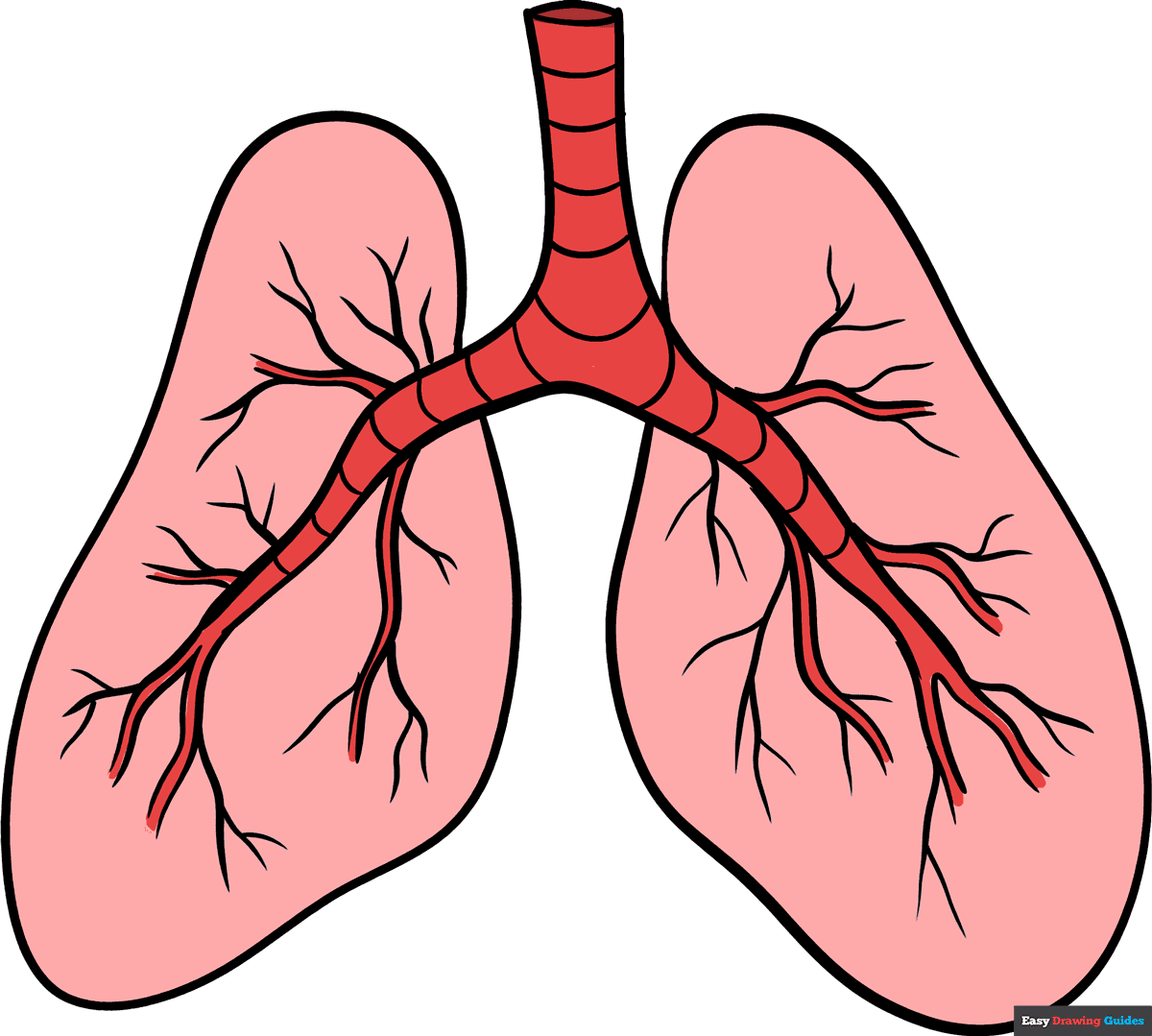 How To Draw Lungs Really Easy Drawing Tutorial