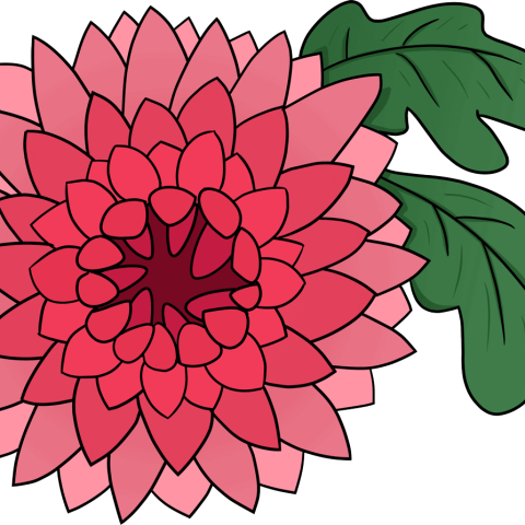 How to Draw a Chrysanthemum Featured Image