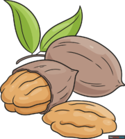 How to Draw Pecan Nuts