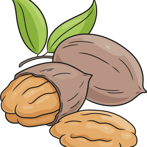 How to Draw Pecan Nuts Featured Image