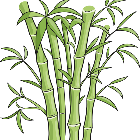 How to Draw Bamboo Featured Image