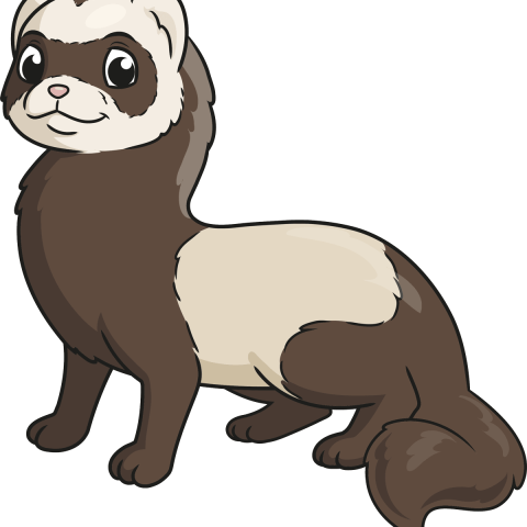 How to Draw a Ferret Featured Image