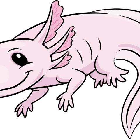 How to Draw an Axolotl Featured Image
