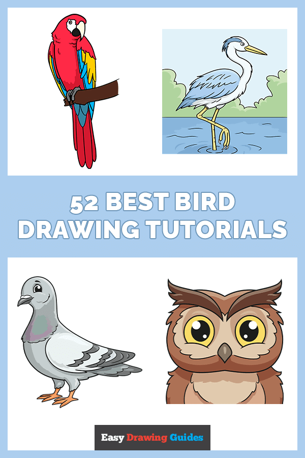 52 Easy Bird Drawing Tutorials Pinterest Image