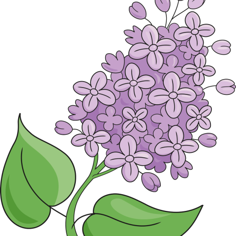 how to draw a lilac flower featured image
