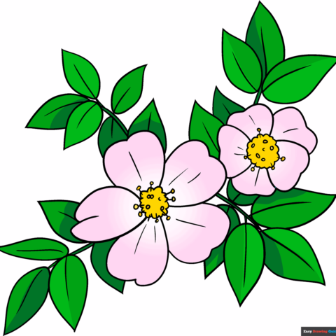 How to Draw a Wild Rose Featured Image