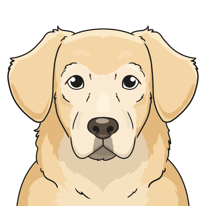 How To Draw A Golden Retriever Face Really Easy Drawing Tutorial How To Draw A Golden Retriever Face Really Easy Drawing Tutorial