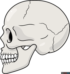 How to Draw a Skull in Profile Featured Image