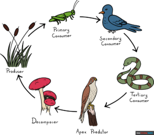 How to Draw the Food Chain Featiured Image
