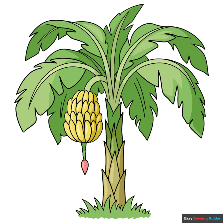 How to Draw a Banana Tree Featured Image
