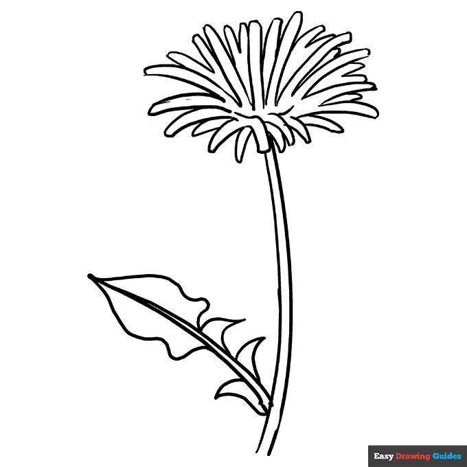 Dandelion Coloring Page Easy Drawing Guides Dandelion Coloring Page Easy Drawing Guides