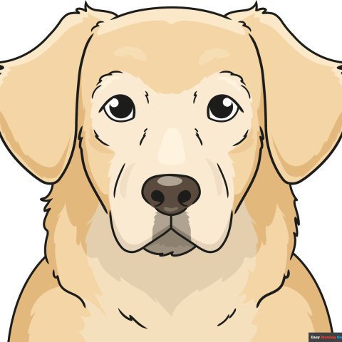 How to Draw a Golden Retriever Face Featured Image