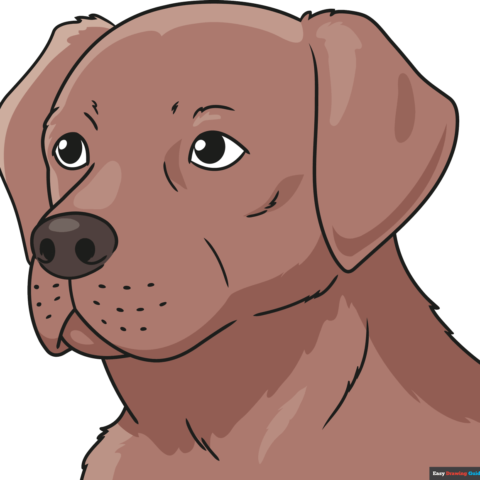 How to Draw a Labrador Retriever Head & Face Featured Image