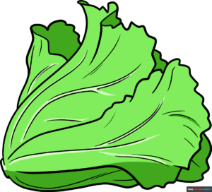 How to Draw Lettuce Featured Image