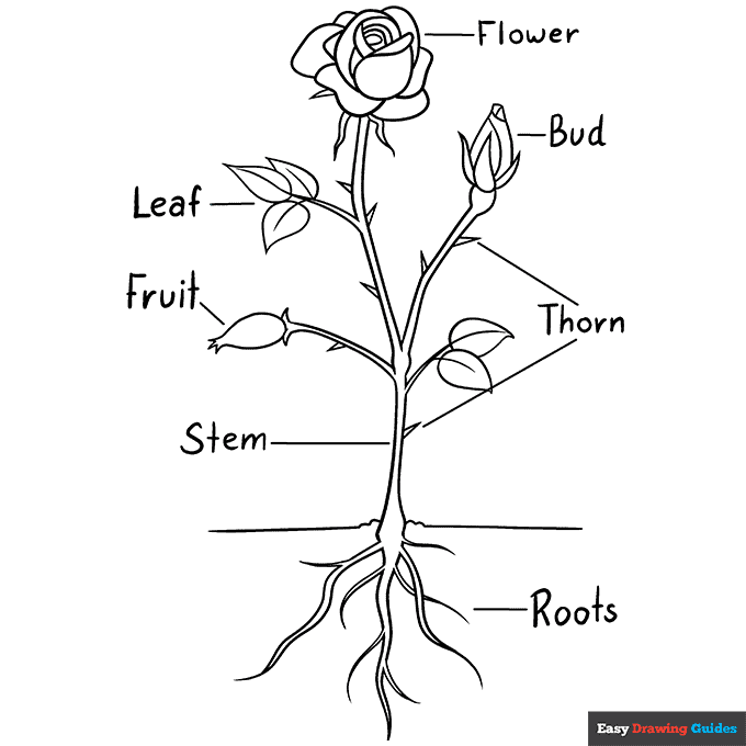 Free printable parts of the rose coloring page