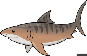 How to Draw a Tiger Shark Featured Image