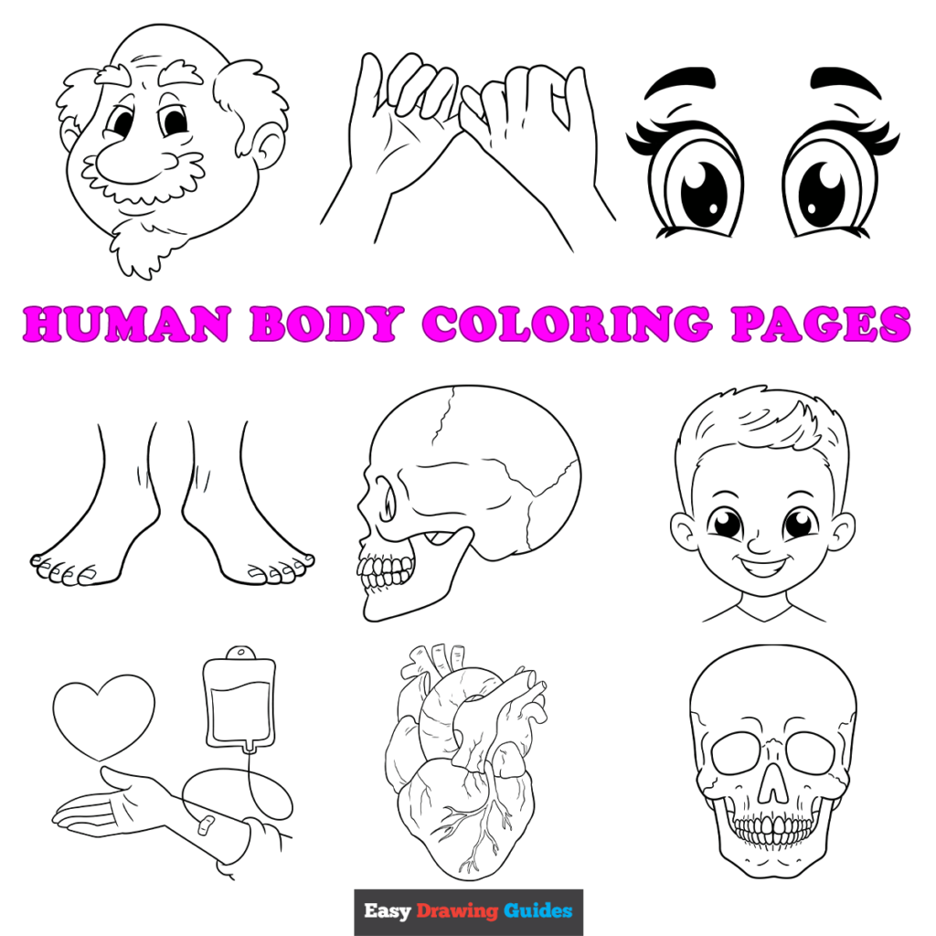 Free Printable Human Body Coloring Pages for Kids