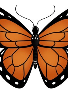 Monarch Butterfly drawing tutorial - web story - complete
