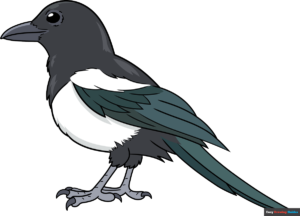 How to Draw a Magpie Featured Image