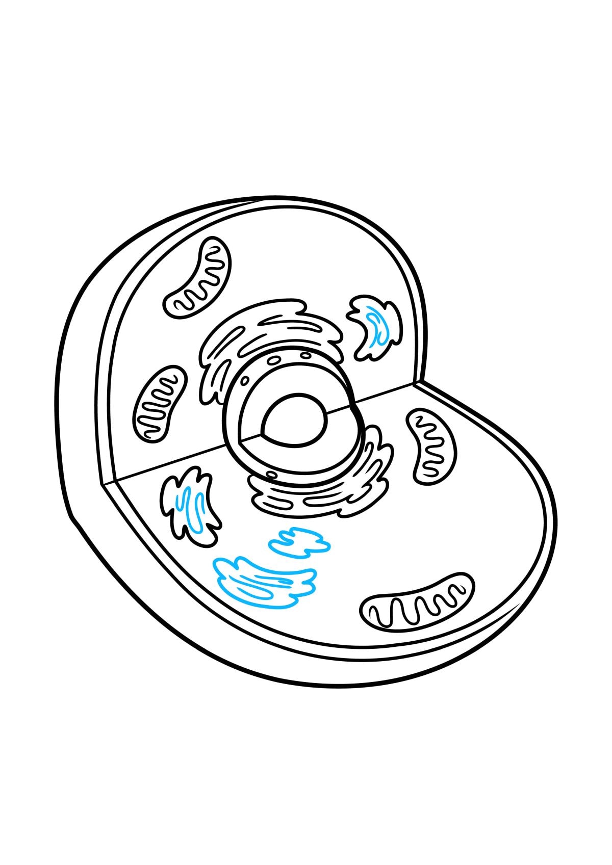 Easy Animal Cell To Draw