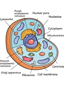 Animal Cell drawing tutorial - web story - complete