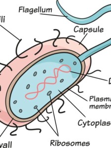 Bacteria drawing tutorial - web story - complete