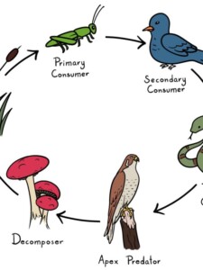 Food Chain drawing tutorial - web story - complete