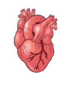 Human Heart drawing tutorial - web story - complete