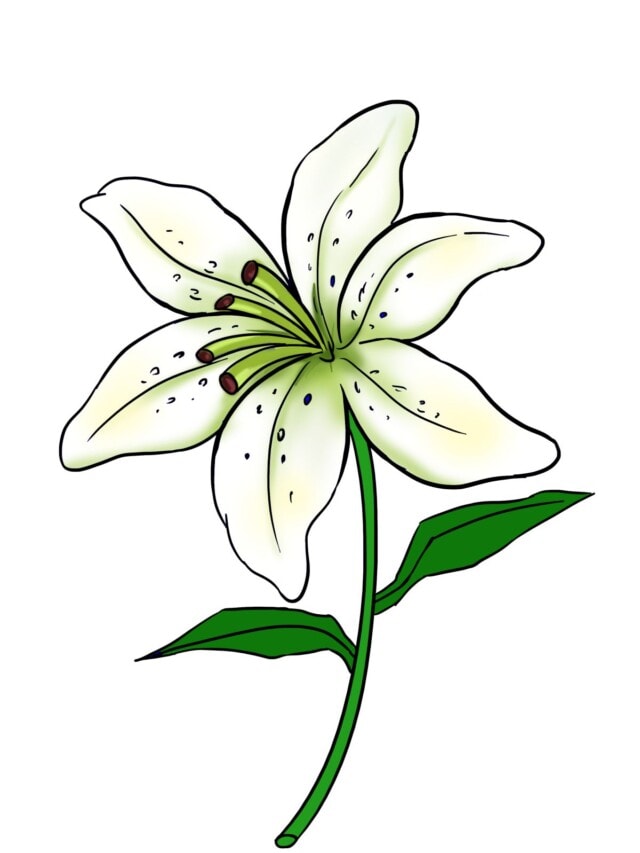 Lily drawing tutorial - web story - complete