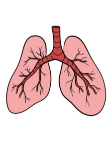 Lungs drawing tutorial - web story - complete