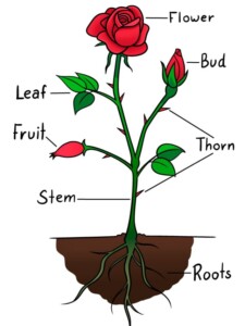 Parts of a Rose drawing tutorial - web story - complete