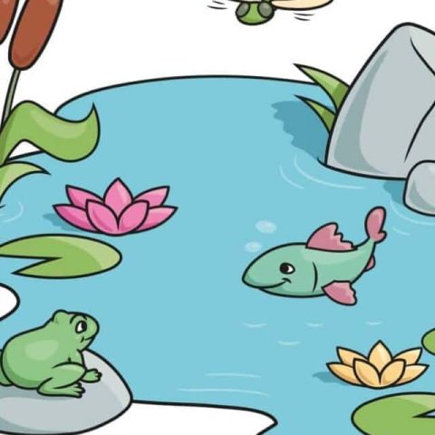 Pond drawing tutorial - web story - complete
