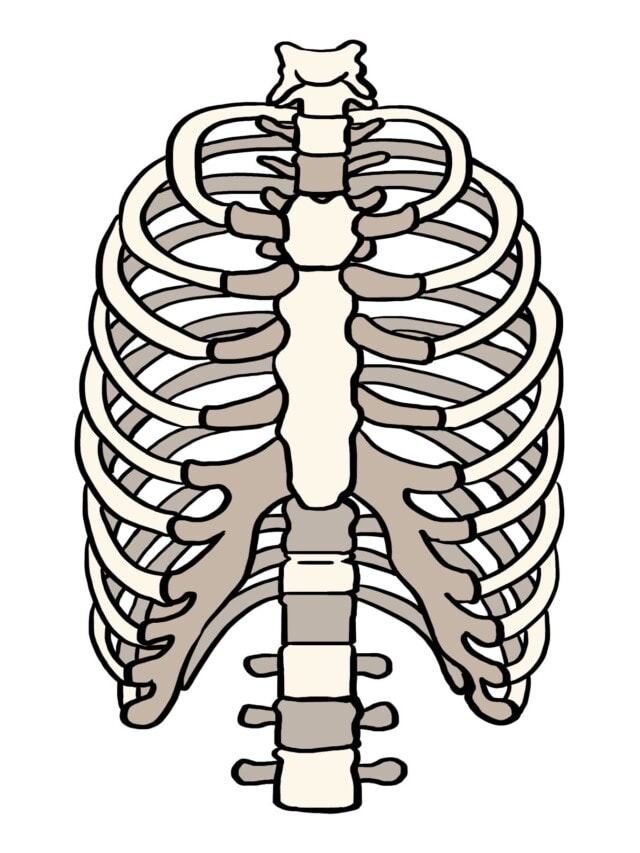 Rib Cage drawing tutorial - web story - complete