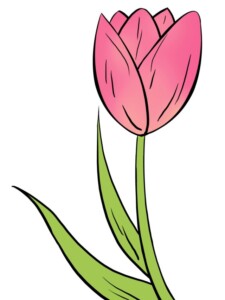 Tulip drawing tutorial - web story - complete