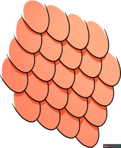 How to Draw Scales Featured Image
